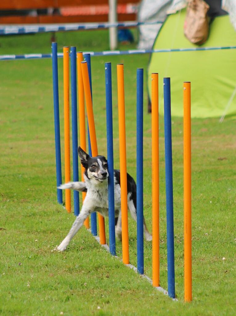 Beim Agility-Turnier am Samstag waren 320 Mensch-Hunde-Teams angemeldet.