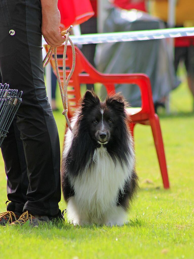 Beim Agility-Turnier am Samstag waren 320 Mensch-Hunde-Teams angemeldet.