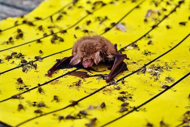 Naturschtzer warnen: Klebefallen sind gefhrlich fr Vgel und Fledermuse