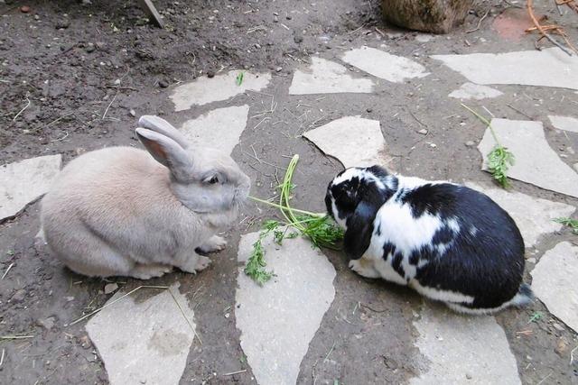 Wie hlt man Kaninchen artgerecht?