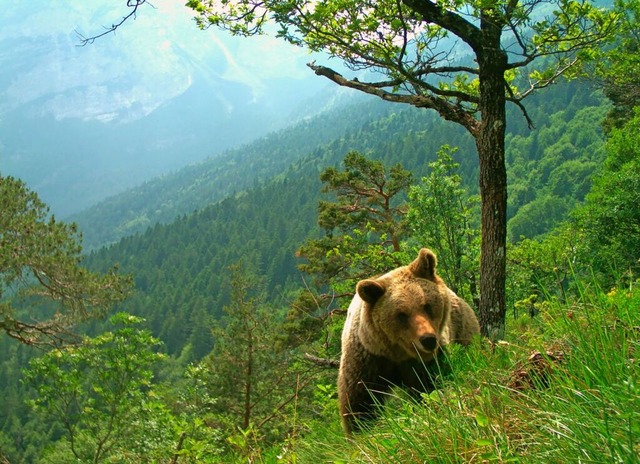 Vor drei Wochen ging eine Brin im Tre...zt wurde sie erschossen. (Symbolfoto)   | Foto: Matteo Zeni (dpa)