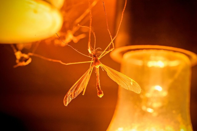 Licht lockt Insekten an, ist aber hufig auch eine tdliche Falle fr die Tiere.  | Foto: Galitsyn Grigory (stock.adobe.com)