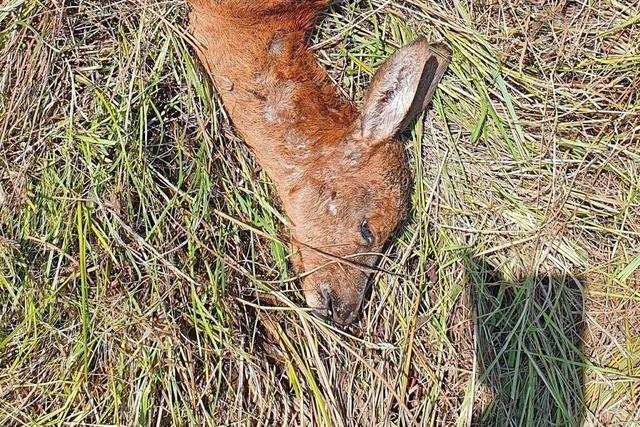 Rehe in Lahr-Kuhbach wohl von wilderndem Hund gettet