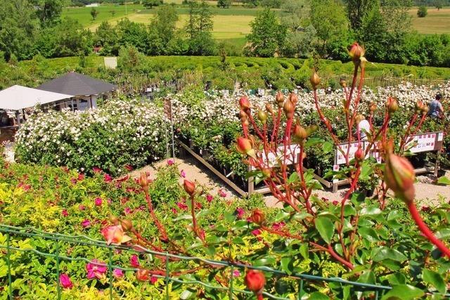 Wegen einer Gaspipeline: Landhaus Ettenbhl in Bad Bellingen muss Rosenverkauf und Parkpltze verlegen