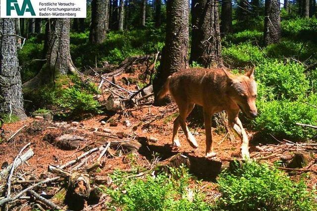 Aufflliger Wolf im Nordschwarzwald muss keinen Abschuss befrchten