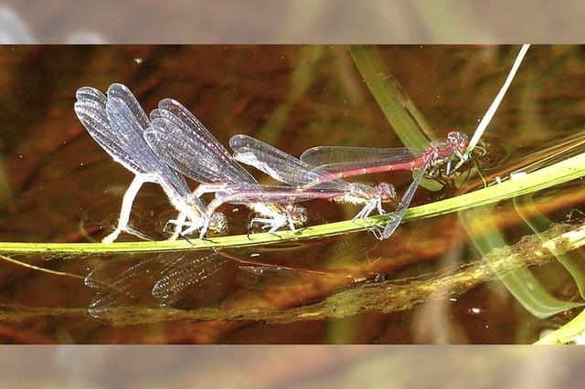 Glnzende Flgel und knallrote Krper