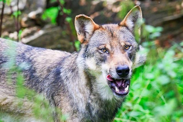 Totes Kalb im Kleinen Wiesental wurde nicht von Wolf gerissen