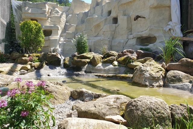 Waldrappen im Schwarzwaldzoo Waldkirch bekommen neues Gehege - mit Felsen und Wasserfall