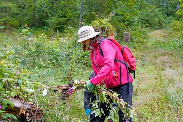 Helfer fr Springkraut-Einsatz in Lenzkirch gesucht