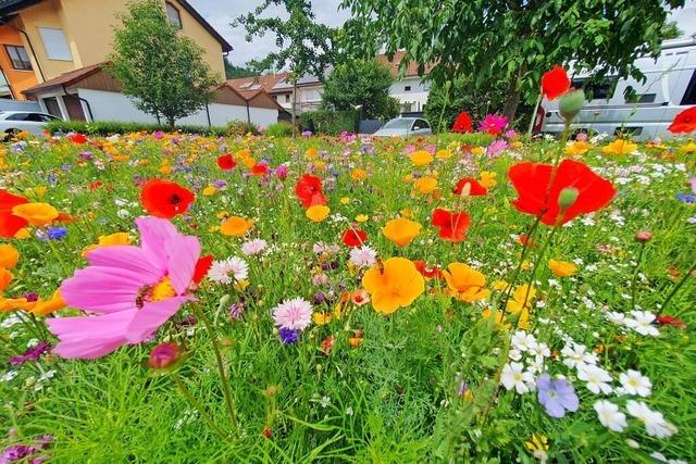 Warum in Schopfheim nicht mehr alle Flchen regelmig gemht werden