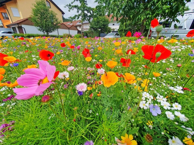 Blhendes Blumenmeer im Bremt &#8211; ...en, die kologisch aufgewertet werden.  | Foto: Andr Hnig