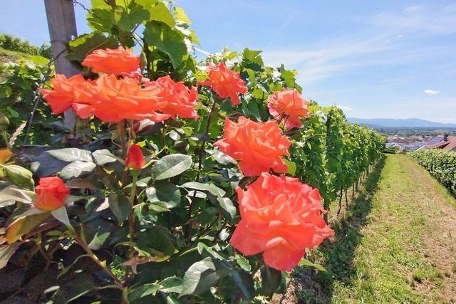 Bltenpracht im Weinberg beim Lenzenberg im Kaiserstuhl