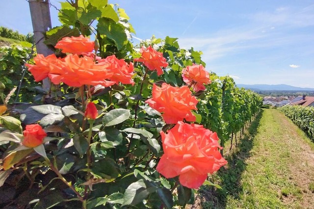 Bltenpracht am Lenzenberg im Kaiserstuhl.  | Foto: Thorsten Kuehnle