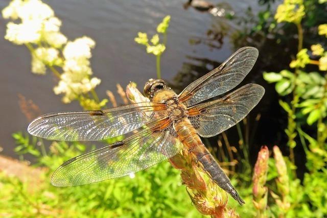 Eine Vierfleck-Libelle am Freiburger Seepark