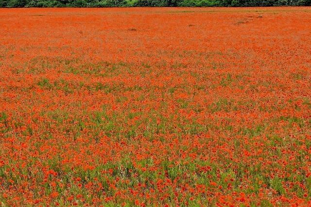 Bei Breisach wchst der Mohn, so weit das Auge reicht