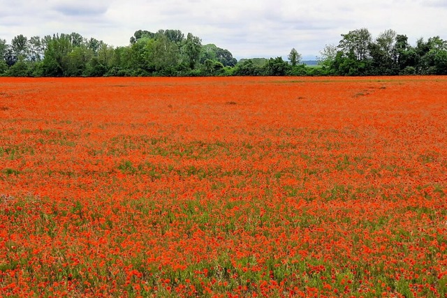 Mohnfeld bei Breisach.  | Foto: Herbert Brombacher