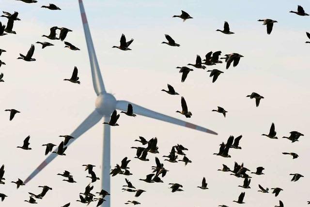Freiburger Umweltwissenschaftler ber Windkraft: "Vogelschutz wird oft als Vorwand aufgegriffen"