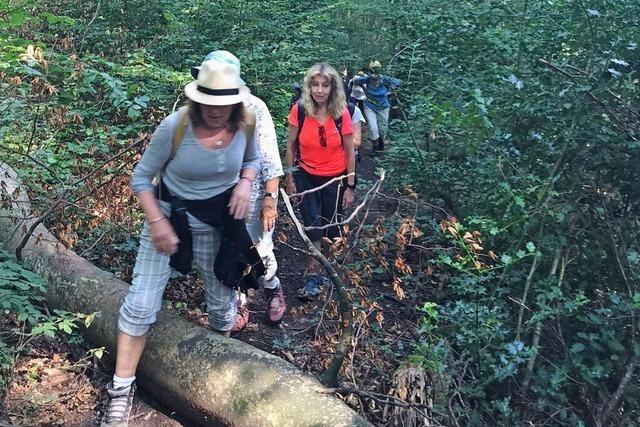 Wieso sich eine Wandertour auf schmalen Wegen durch den Eichwald lohnt