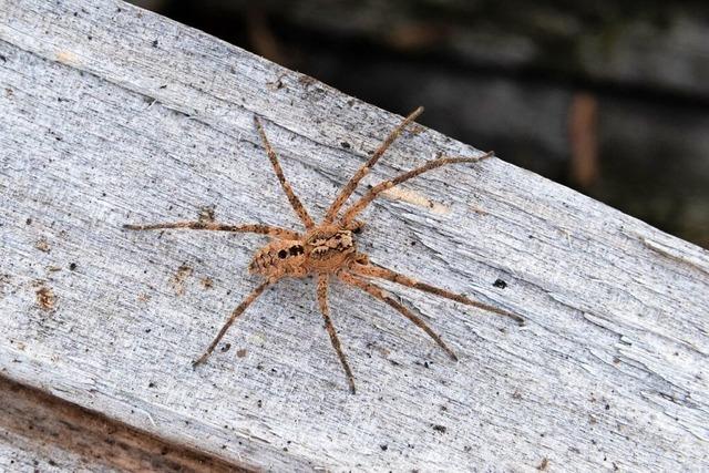 Nosferatu-Spinne und Co. – diese Krabbeltiere sind am Hochrhein immer hufiger zu sehen