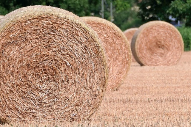 Strohballen auf einer Wiese  | Foto: Hans-Peter Mller