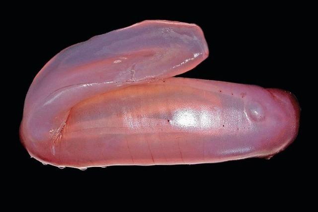 Pinke Seegurken und Krebse: neue Arten im Meer entdeckt