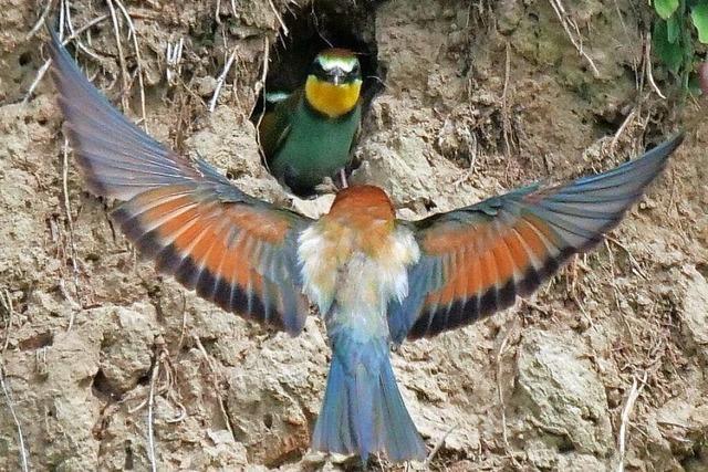 Eine farbenfrohe Mini-Kolonie an Bienenfressern lebt in Mllheim