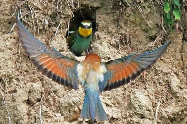 Anflug auf die Bruthhle: Carlo Schmie...eimer Bienenfresser-Familien gelungen.  | Foto: Carlo Schmieder