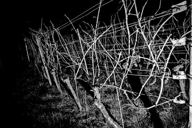 In der Nacht wurden mutwillig die Trie...bei Mauchen zerschnitten. (Symbolfoto)  | Foto: Carlotta Huber