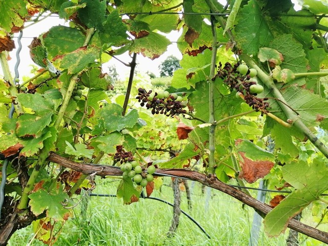 Die Pilzkrankheit Peronospora an Reben...ohem Aufwand in den Griff zu bekommen.  | Foto: Winfried Kninger