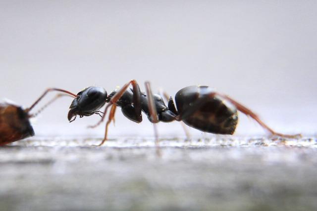 Hilfe, Ameisen im Haus: Was tun?