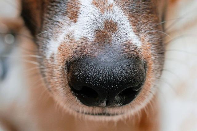 Warum knnen Hunde so gut riechen?