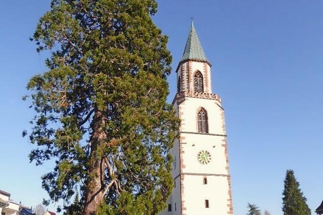 Der Riese auf dem Dinkelberg: Der Eichener Mammutbaum und seine Geschichte