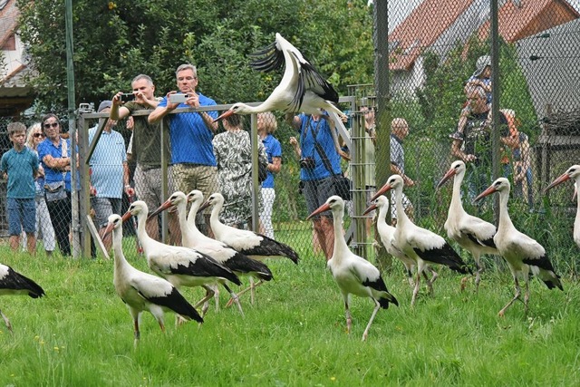 Sehr entspannt und neugierig machten s...ngstörche auf den Weg in die Freiheit.  | Foto: Benedikt Sommer