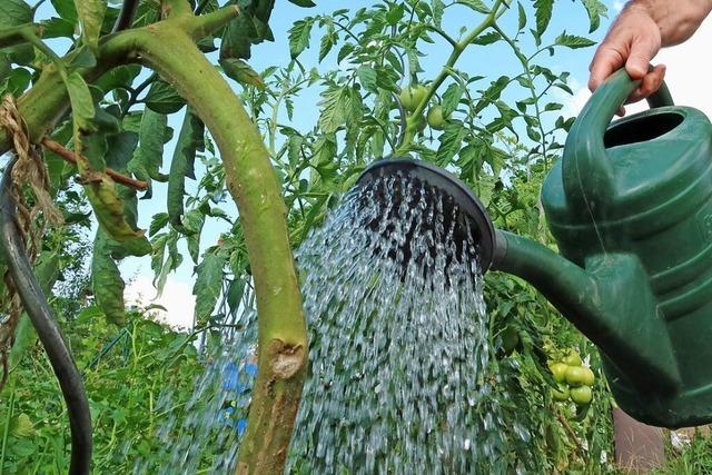 So lassen sich die Gartenpflanzen auch im Sommer effektiv bewssern