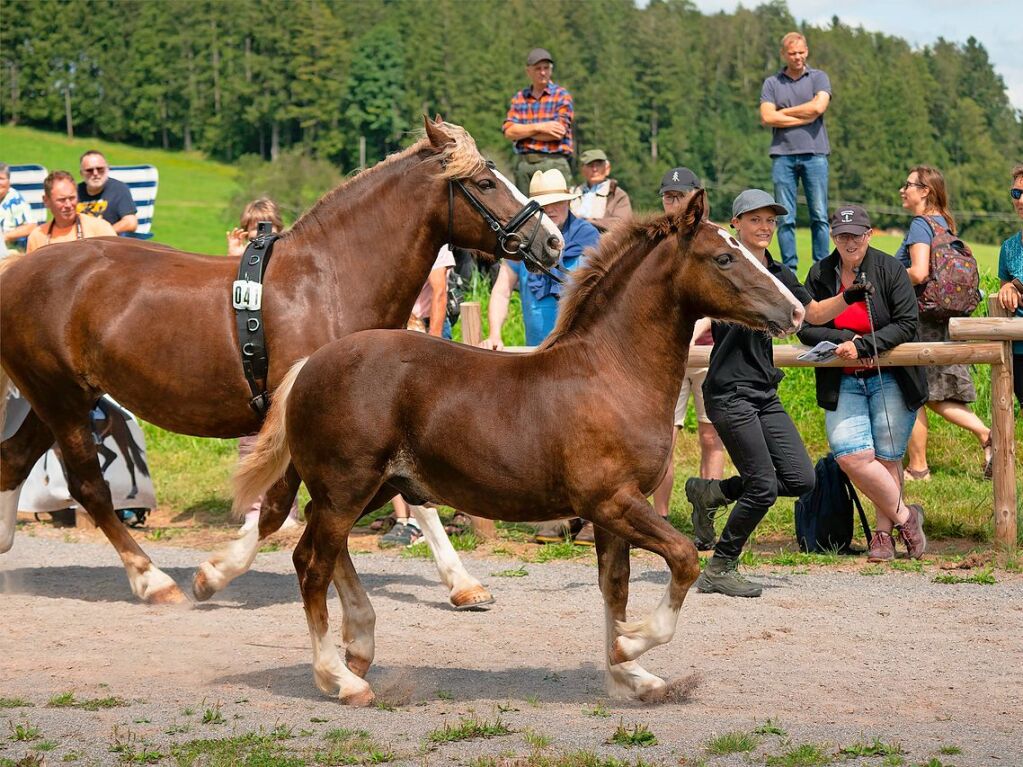 Impressionen von der Fohlenschau in St. Mrgen