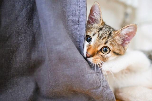 Die Gemeinde Wyhl will das Katzenelend mit einer Schutzverordnung vermeiden