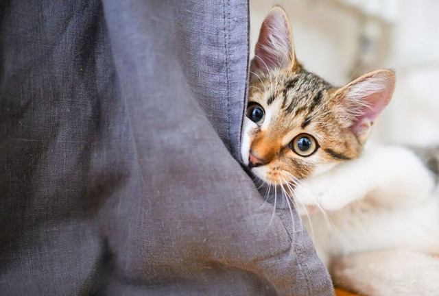 Eine Katzenschutzverordnung hilft auch...h um die Tiere im Bedarfsfall kmmern.  | Foto: Julian Stratenschulte (dpa)