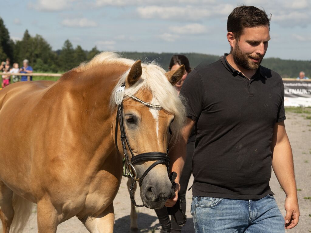 Auch Haflinger waren zu sehen bei der Fohlenschau:  Mutter Nala von Isabell Lorenz in Oberried