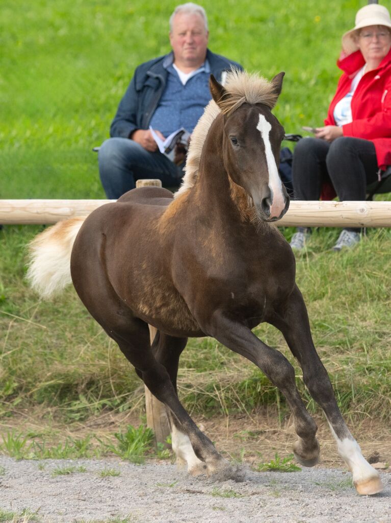 Prchtige Fohlen im Ring beim Freilauf