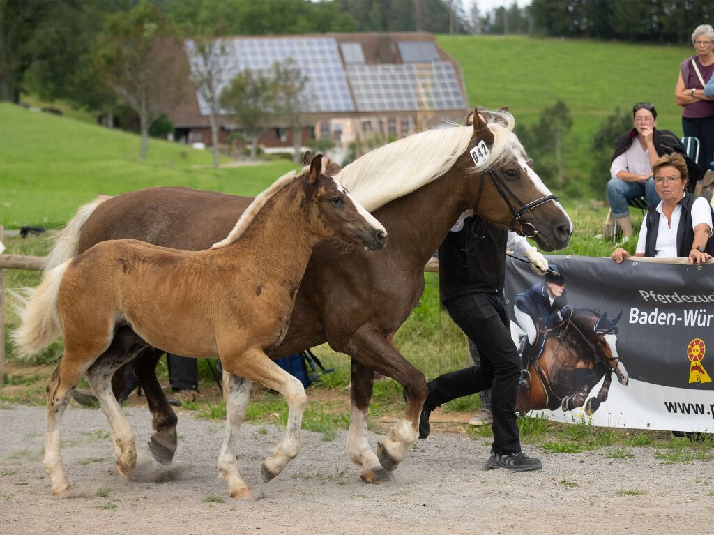 Synchron: Muranka Seite an Seite mit der Mama beim Freilauf im Ring vor den Preisrichtern