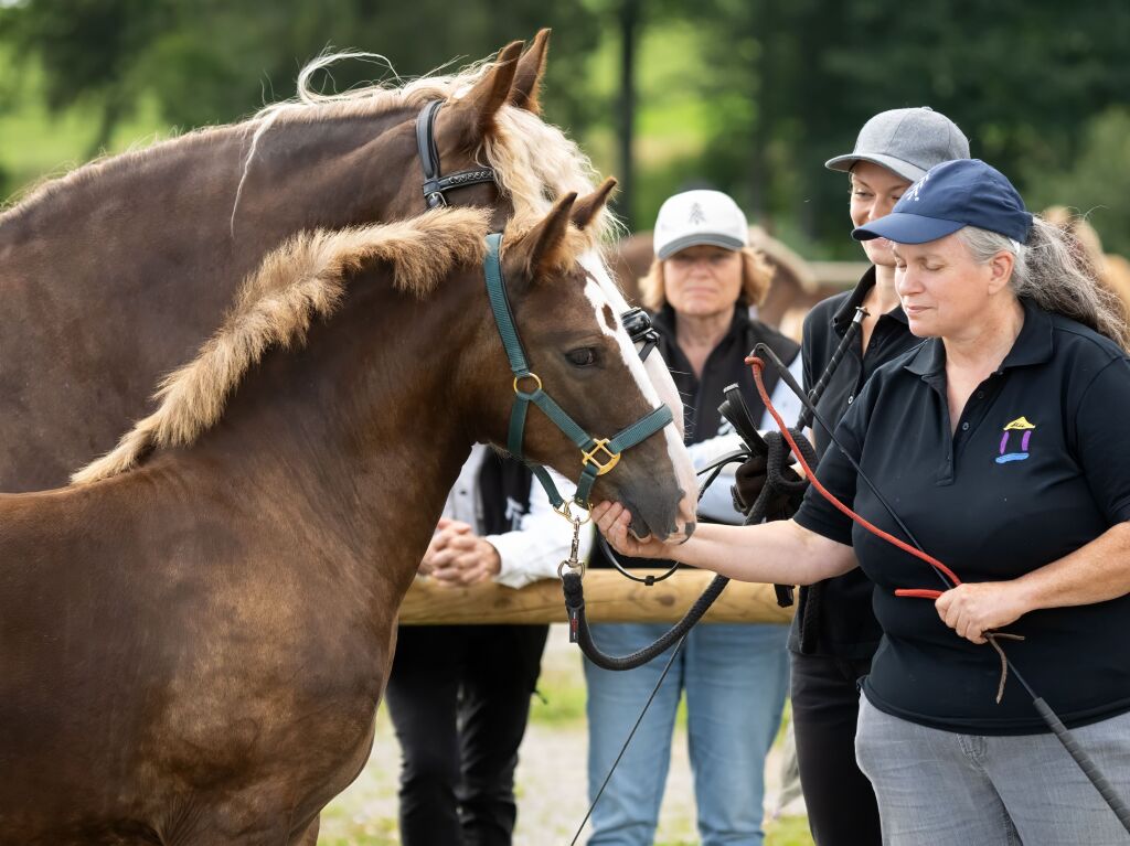 Gold fr Felino von Andrea Schuster-Koch aus Filderstadt