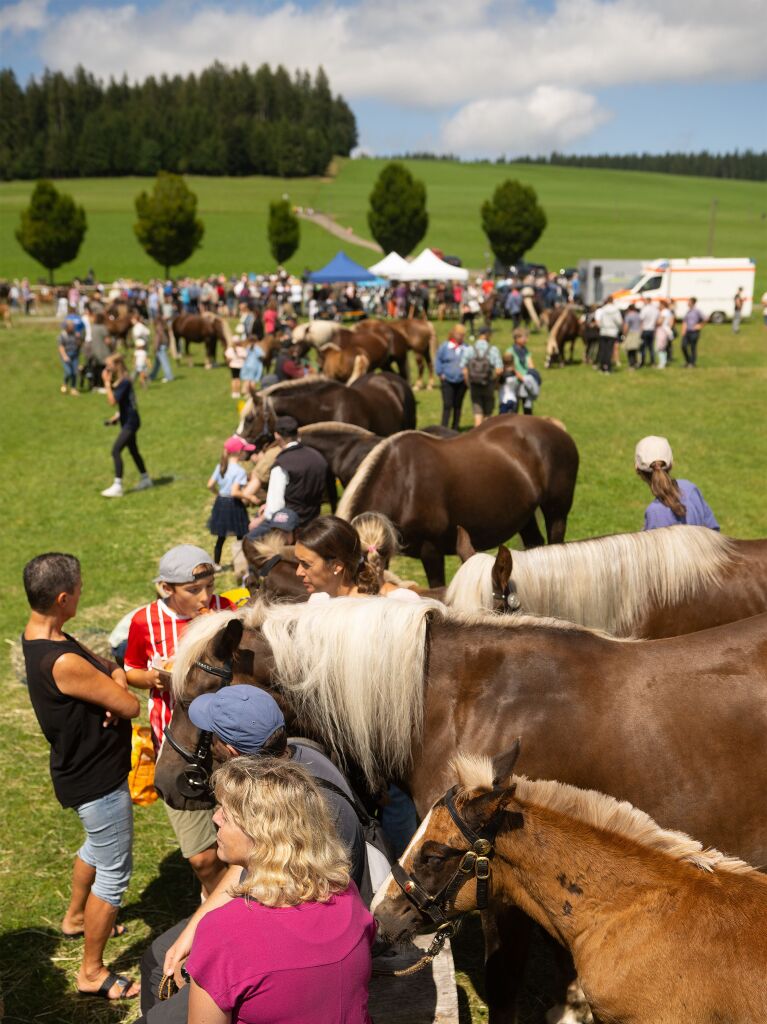 Impressionen von der Fohlenschau in St. Mrgen