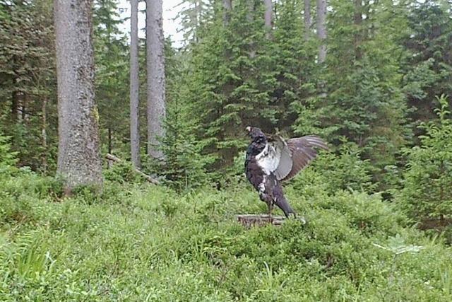 Zahl der Auerhhner im Hochschwarzwald gibt Anlass zur Hoffnung