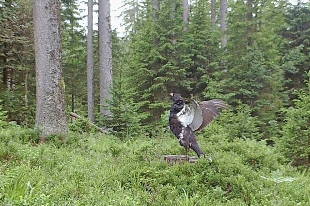 Eine Wildtierkamera hat einen Auerhahn...al bei Oberried Ende Juni aufgenommen.  | Foto: Forst BW Forstbezirk Hochschwarzwald