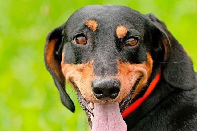 Wie im Hochschwarzwald Jagdhunde geprft werden