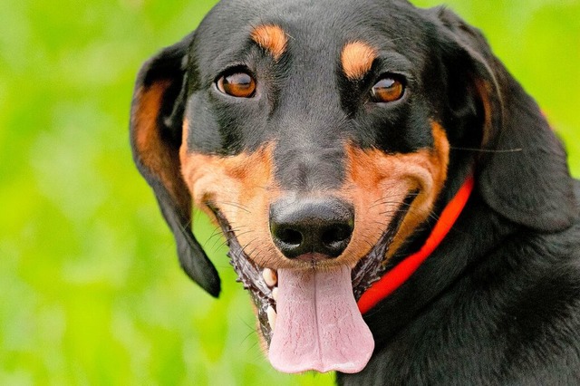 Alle Hunde haben die Prfung mit Bravour bestanden.  | Foto: Wolfgang Scheu