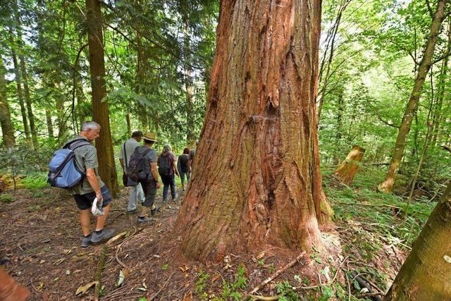 Freiburgs Wald der Zukunft ist divers – anders wird er die Klimakrise nicht berstehen