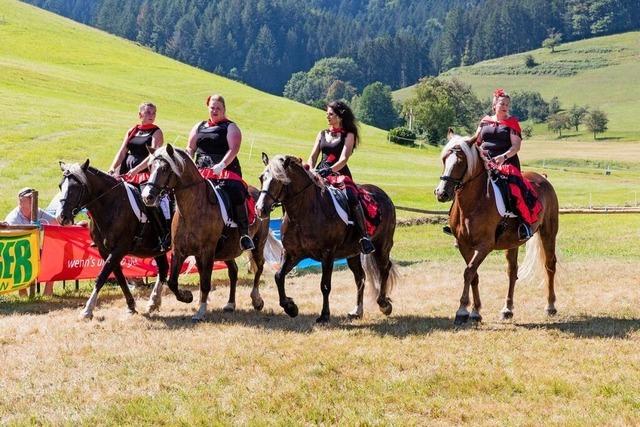 Kollnau widmet ein ganzes Wochenende dem Schwarzwlder Kaltblut