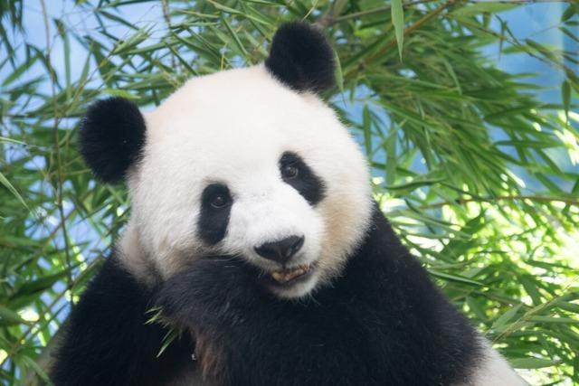 Panda-Dame Meng Meng im Berliner Zoo erwartet wieder Nachwuchs