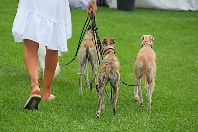 Windhunde sind gro und dnn.  | Foto: Uli Fricker